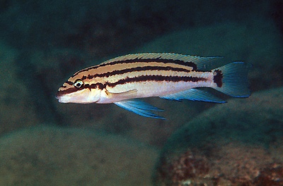 Chalinochromis popelini 'Kambwebwe'